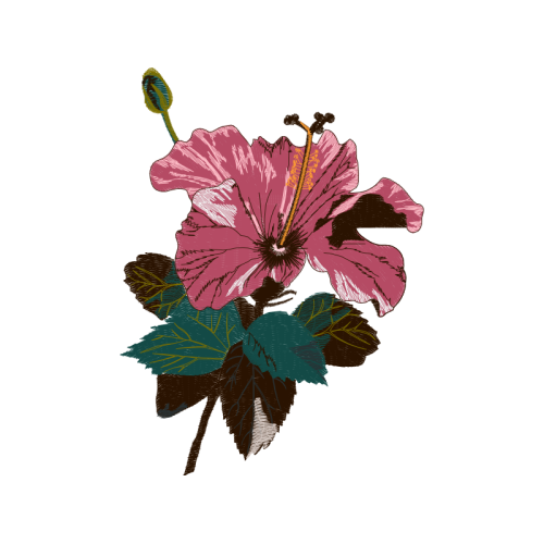 Hibiscus Flowers Hibiscus Flowers