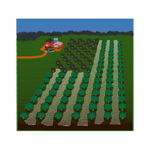 Honeysuckle Flowers Honeysuckle Flowers