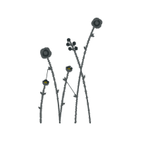 Illustration Flowers Illustration Flowers