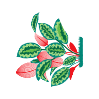 Illustration Flowers Illustration Flowers