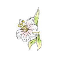 Illustration Flowers Illustration Flowers