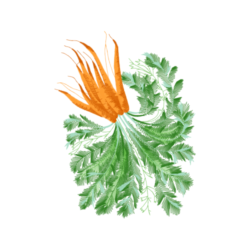 Illustration Flowers Illustration Flowers