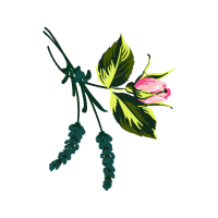 Illustration Flowers Illustration Flowers