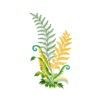 Illustration Flowers