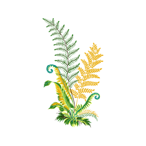 Illustration Flowers Illustration Flowers