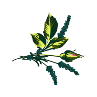 Illustration Flowers Illustration Flowers