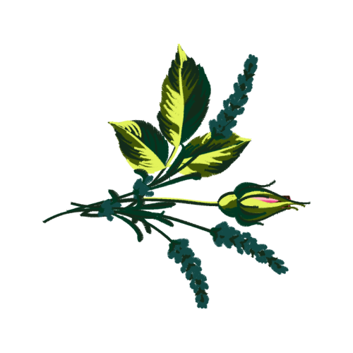 Illustration Flowers Illustration Flowers