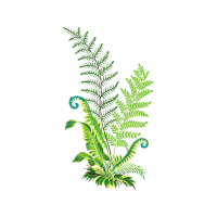 Illustration Flowers