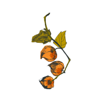 Illustration Flowers