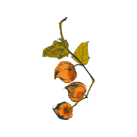 Illustration Flowers