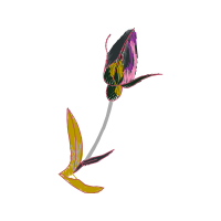 Illustration Flowers