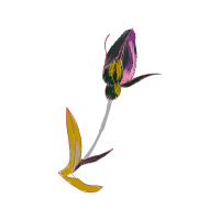 Illustration Flowers