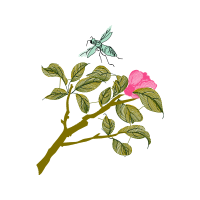 Illustration Flowers