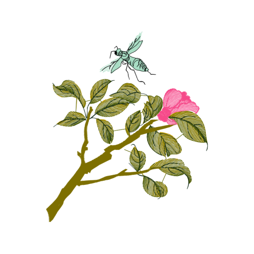 Illustration Flowers Illustration Flowers