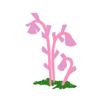 Illustration Flowers Illustration Flowers