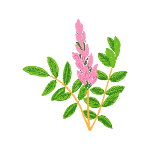 Illustration Flowers Illustration Flowers