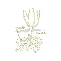 Illustration Flowers