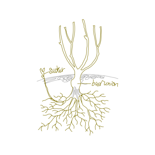 Illustration Flowers Illustration Flowers