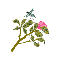Illustration Flowers