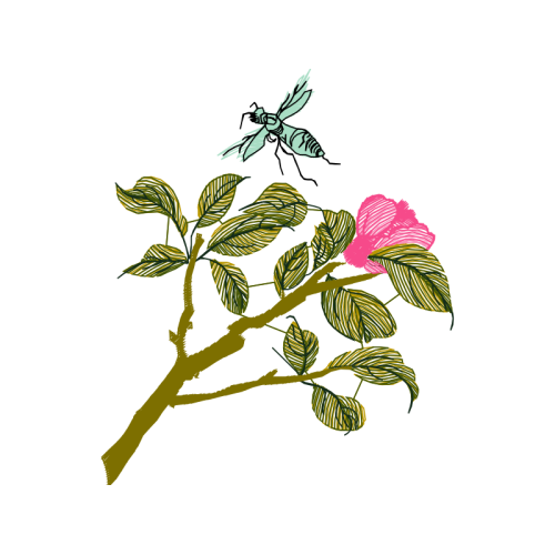 Illustration Flowers Illustration Flowers