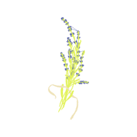 Illustration Flowers