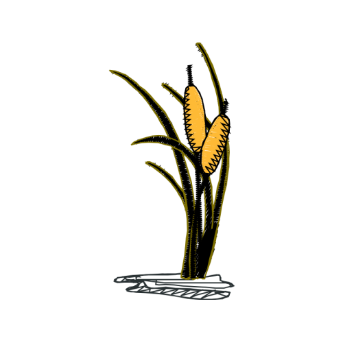 Illustration Flowers Illustration Flowers