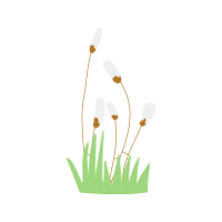 Illustration Flowers