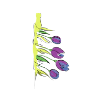 Illustration Flowers Illustration Flowers