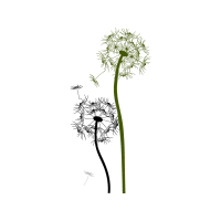 Illustration Flowers Illustration Flowers