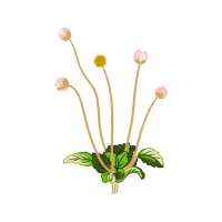 Illustration Flowers Illustration Flowers
