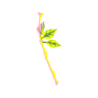 Illustration Flowers Illustration Flowers