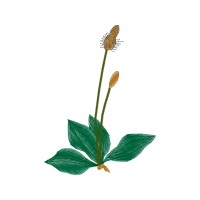 Illustration Flowers Illustration Flowers