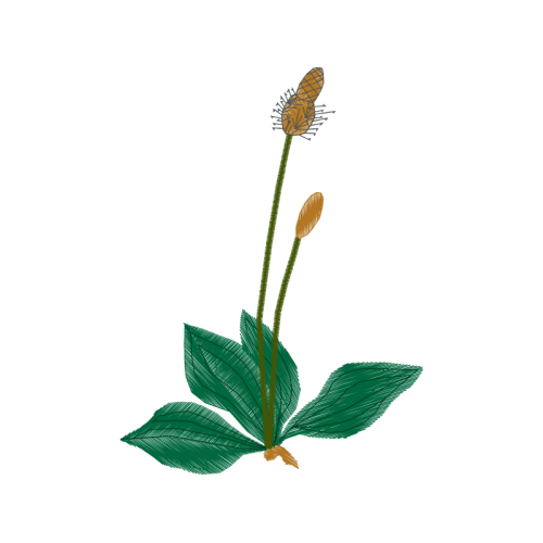 Illustration Flowers Illustration Flowers