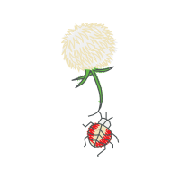 Illustration Flowers Illustration Flowers