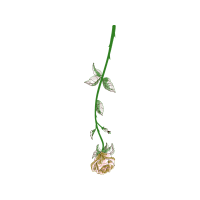 Illustration Flowers Illustration Flowers