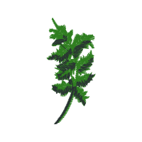 Illustration Flowers Illustration Flowers