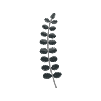 Illustration Flowers Illustration Flowers