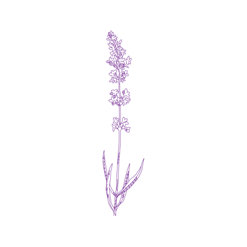 Illustration Flowers Illustration Flowers