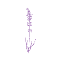 Illustration Flowers Illustration Flowers