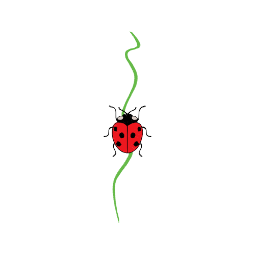 Illustration Flowers Illustration Flowers