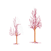 Illustration Flowers