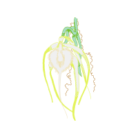 Illustration Flowers Illustration Flowers