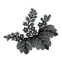 Illustration Flowers