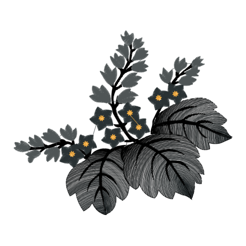 Illustration Flowers Illustration Flowers