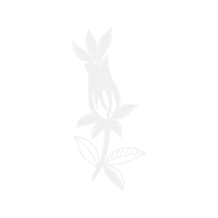 Illustration Flowers