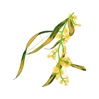 Illustration Flowers Illustration Flowers