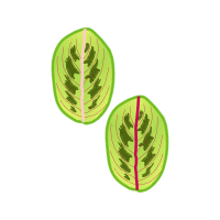 Illustration Flowers