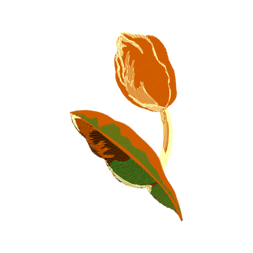 Invertebrate Flowers Invertebrate Flowers