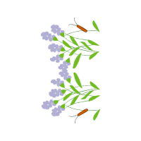 Jurema Preta Flowers Jurema Preta Flowers