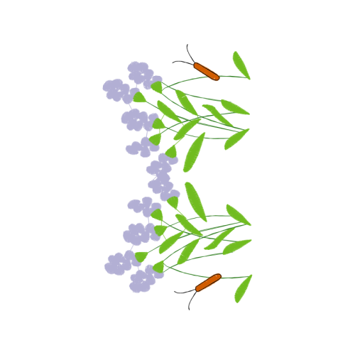 Jurema Preta Flowers Jurema Preta Flowers